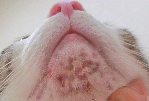 画像／ねこのきもち2019年11月号『ねこの病気逆引き辞典』