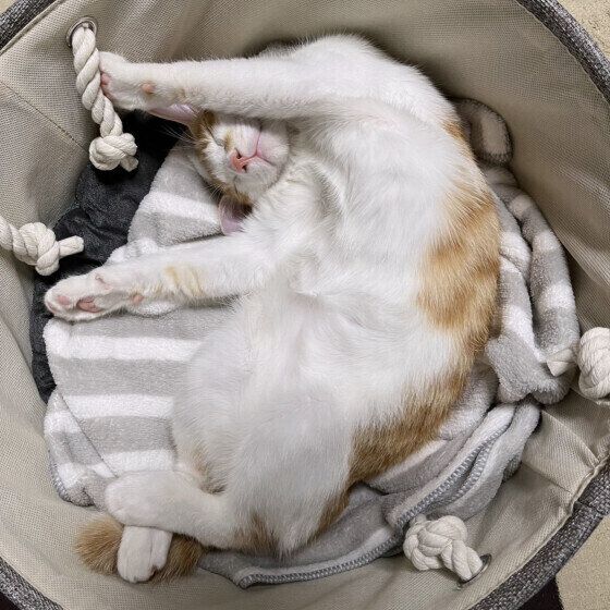 茶白猫のハルちゃん