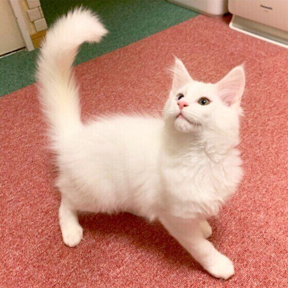 メインクーンのククルちゃん