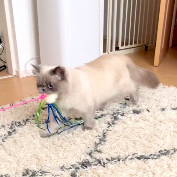 猫じゃらしをくわえてやってきたほたてくん