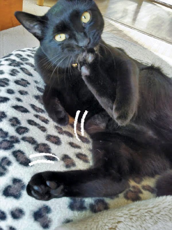 愛しき猫のふしぎ