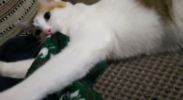 ふみふみが激しいはるちゃん