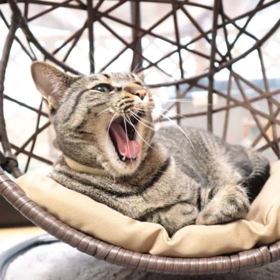 あくびするキジトラ