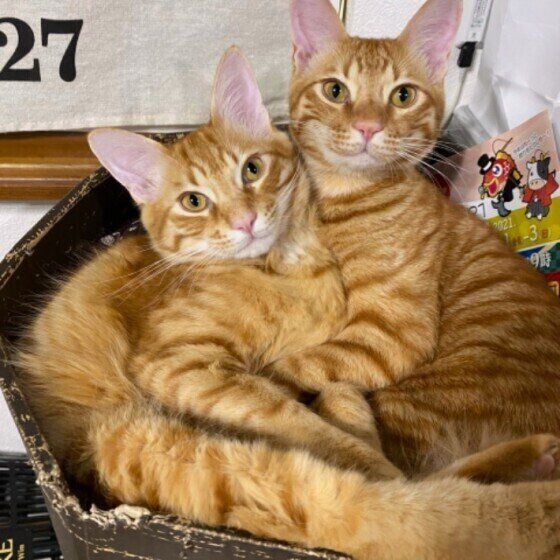 抱き合う茶トラ