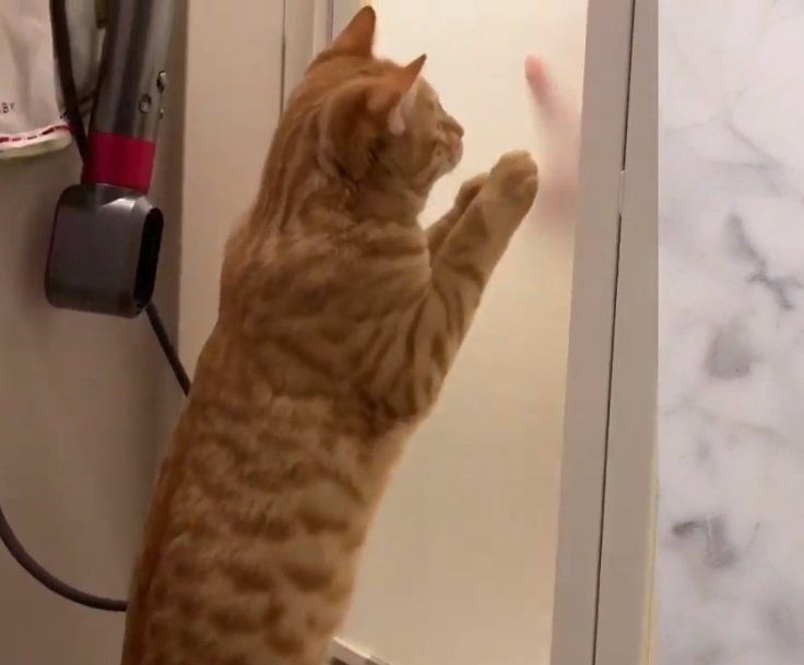 お風呂の擦りガラス越しに見えるものを追う子猫