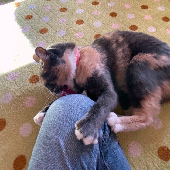 飼い主の足をキックする猫