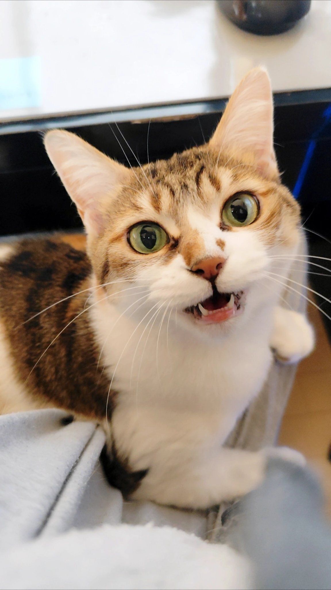 飼い主の膝の上に乗る猫