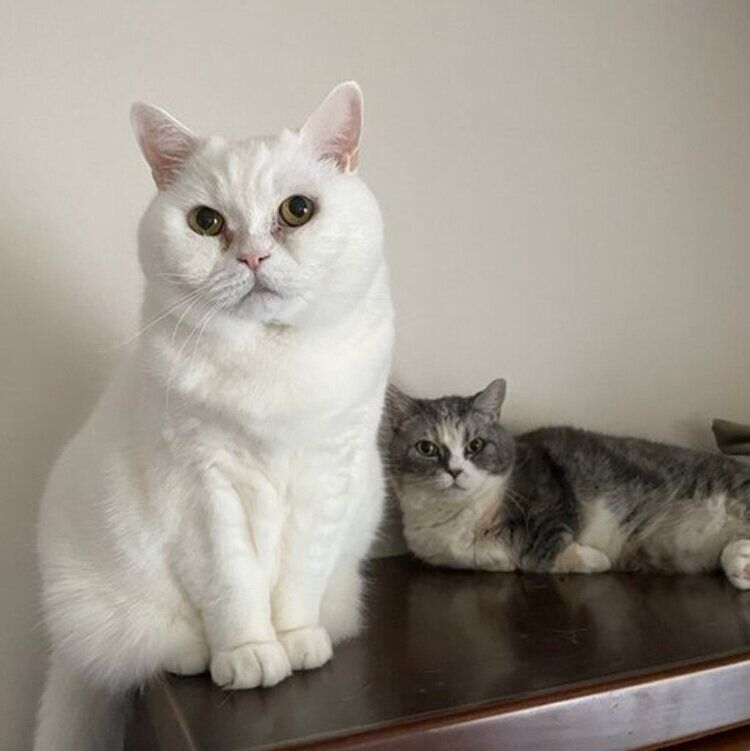 ラフくんと先代猫のややちゃん