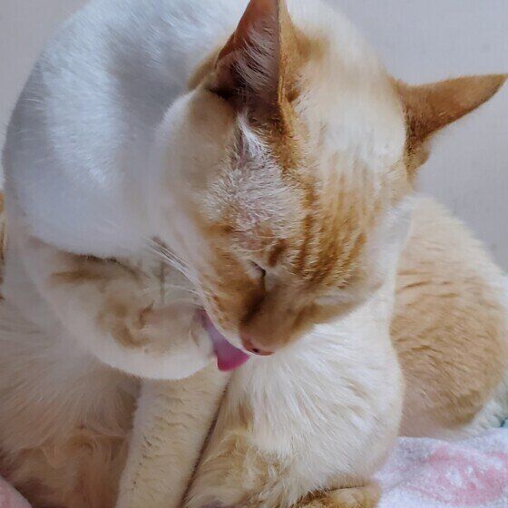 自分でお手入れするシャムのらいむちゃん