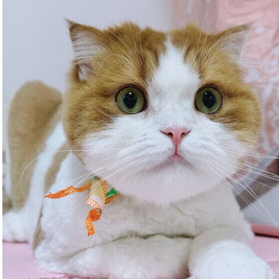 スコティッシュフォールドのさくらちゃん