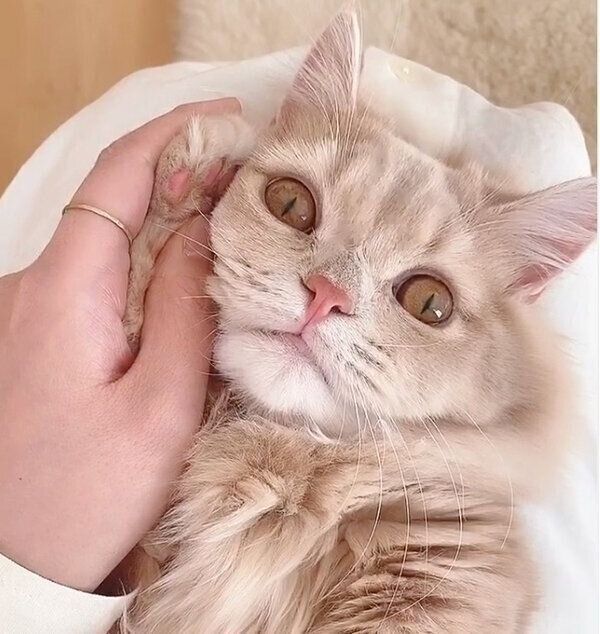 飼い主さんと遊ぶにこちゃん