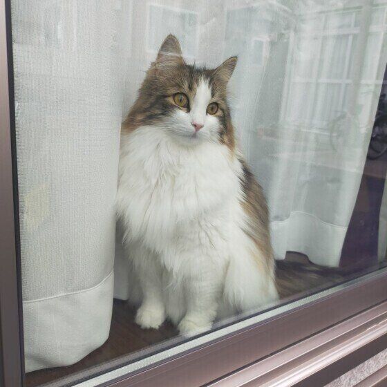 ニャルソックするノルウェージアンフォレストキャット