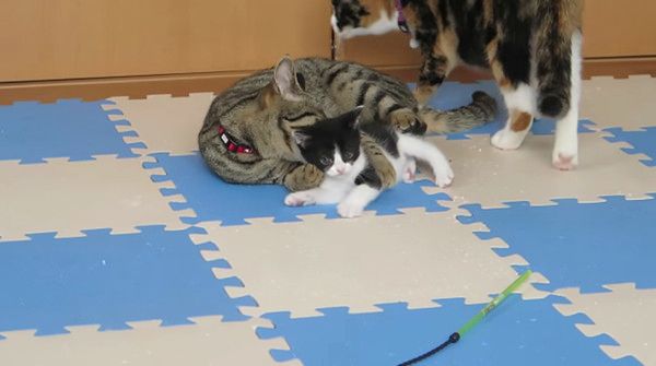 孫を溺愛する猫