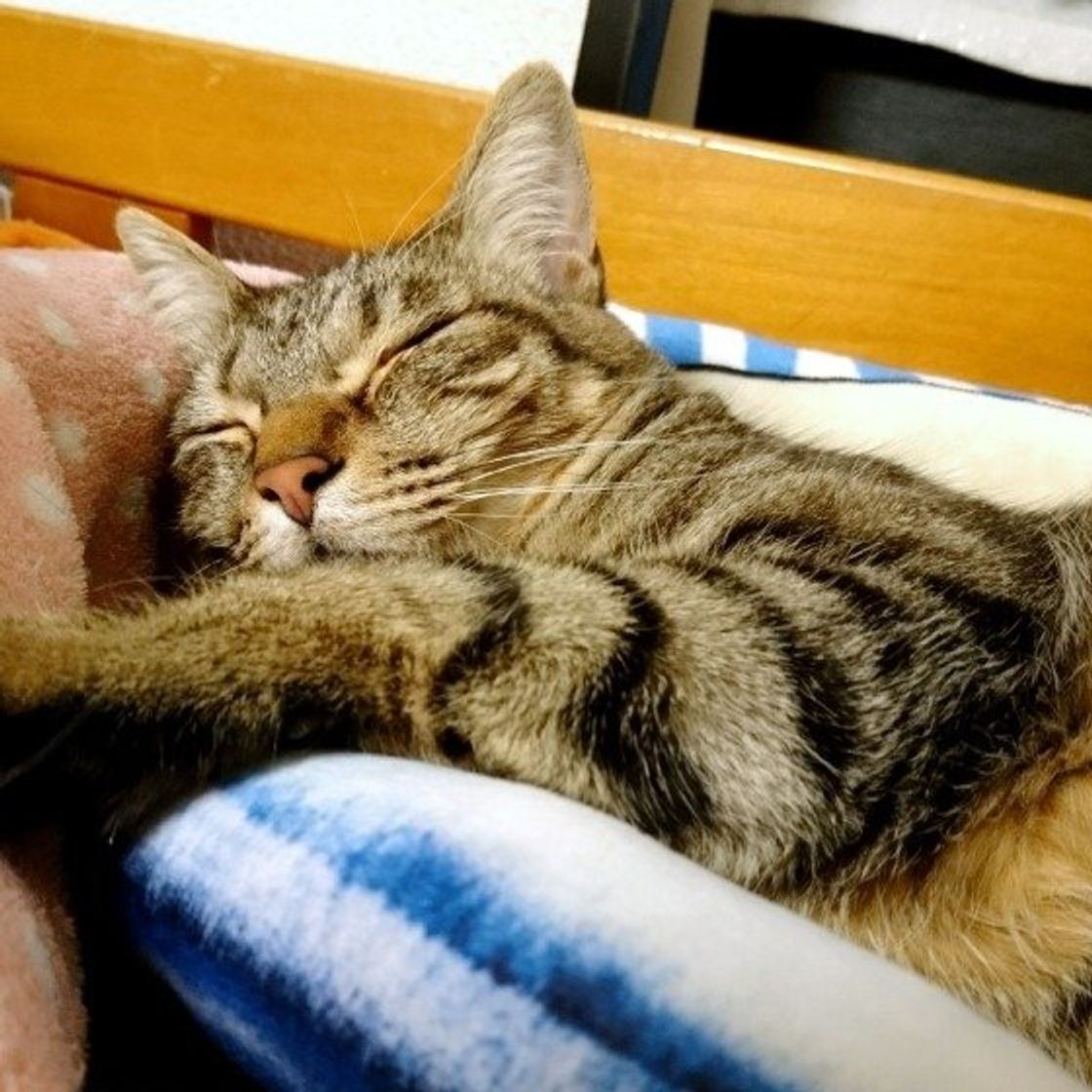 Amazon Co Jp ペットキン 犬 猫用 飲み水に入れる デンタル液 240ミリリットル X 1 ペット用品