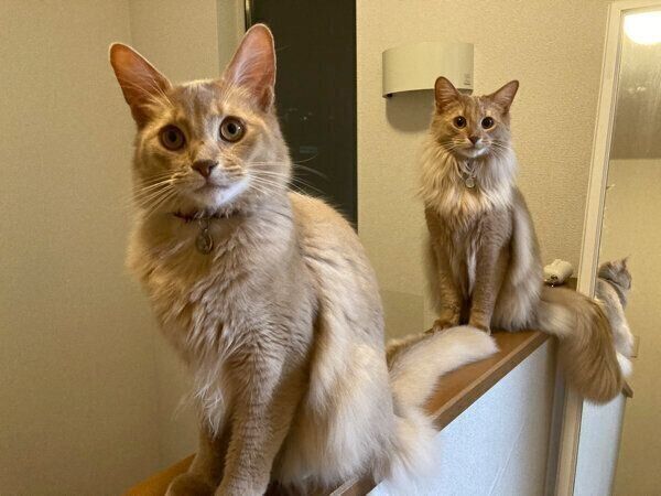 見つめる凪くん、颯くん