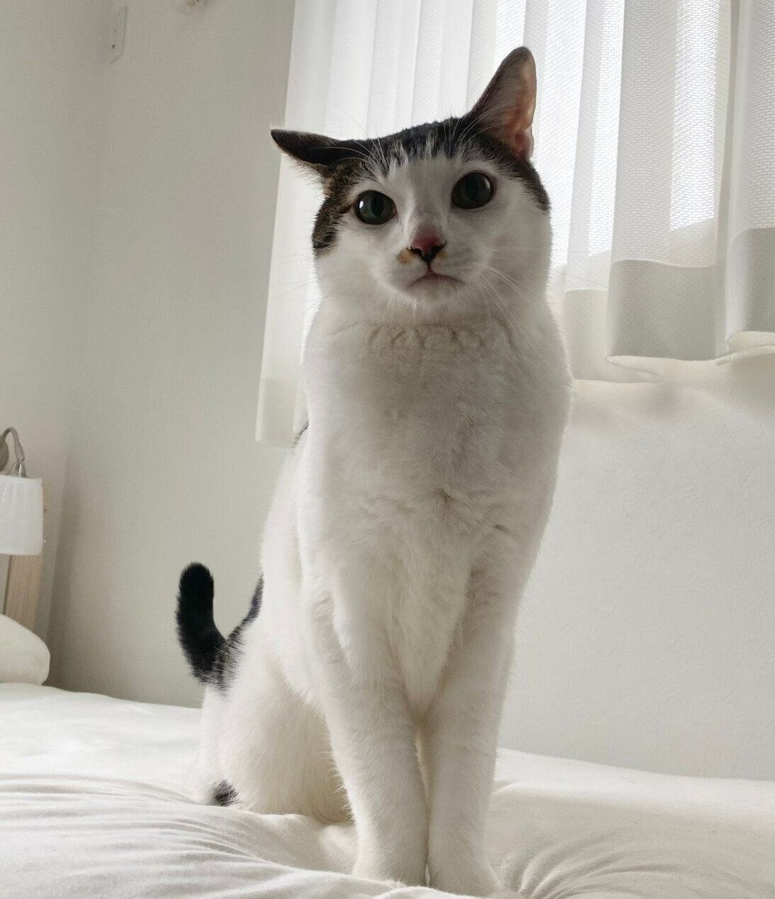 見つめるセロイくん