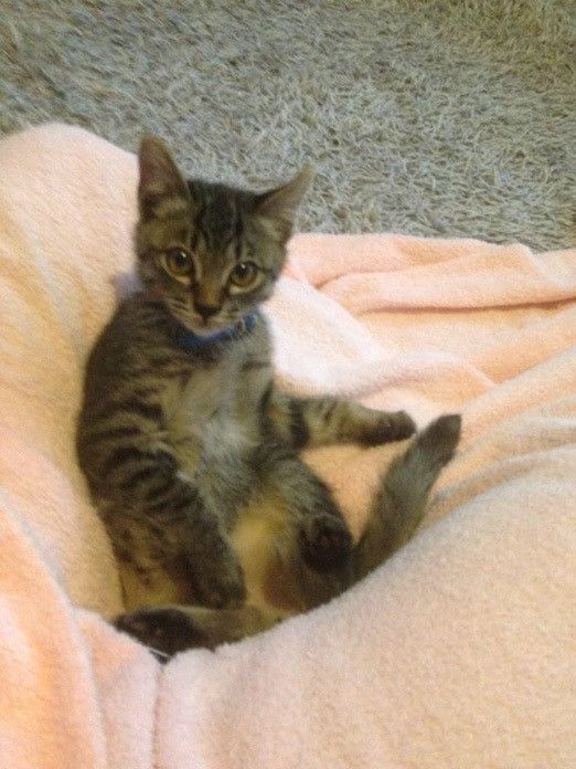 はじめまして！新連載「リュックと愉快な仲間たち。あ、あと響介」です