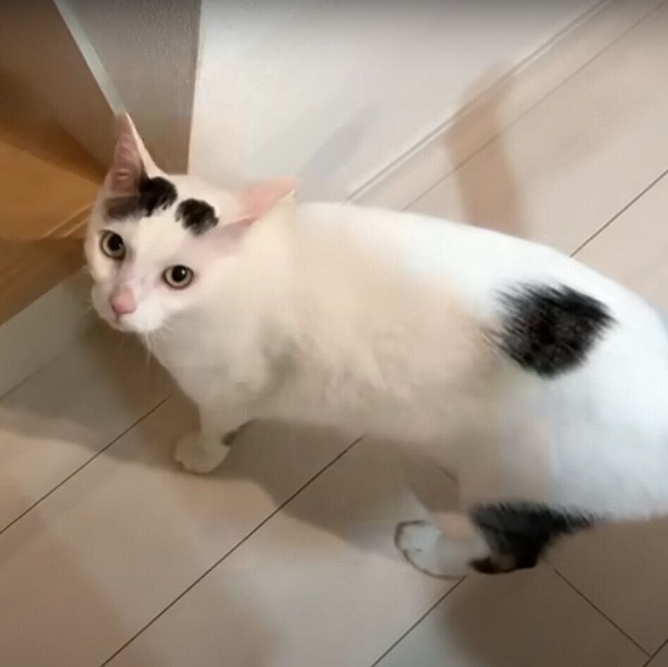 目で訴えるチロくん