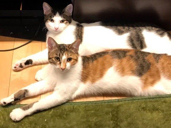 並んで寝転がる猫