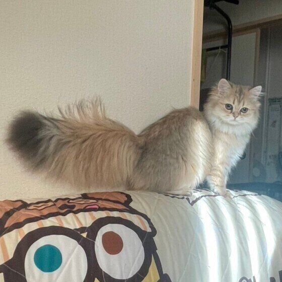 ペルシャのベリィーちゃん