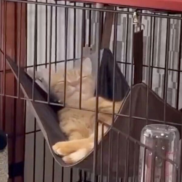 毛づくろいをする虎太朗くん