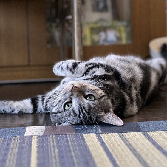 アメリカンショートヘアのシャルちゃん