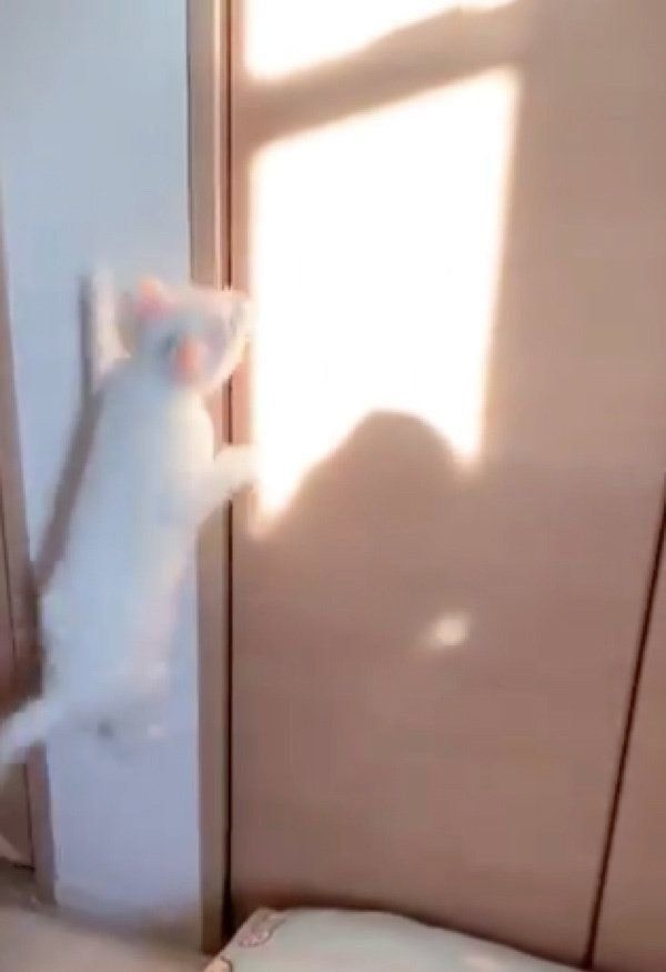 ジャンプする9ちゃん