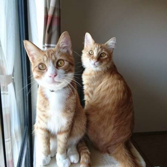 ランチくん  MIX　茶トラ