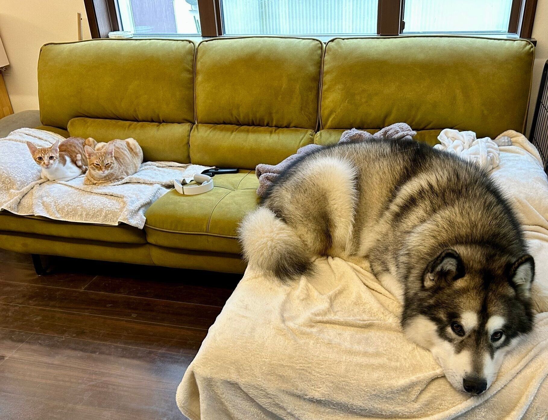 まったりする3匹。