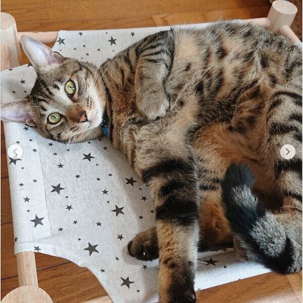 ダイソーの猫グッズ