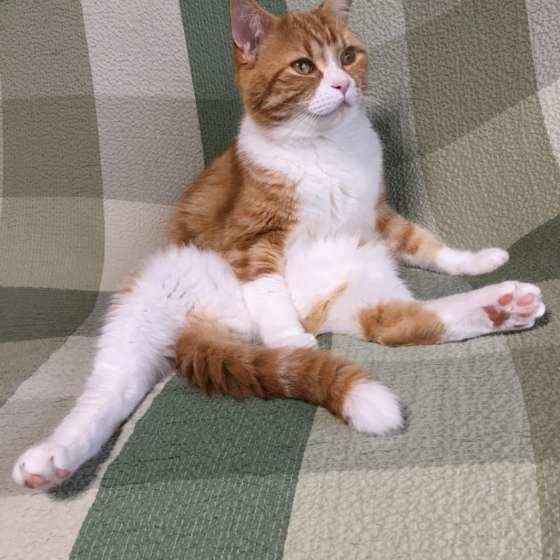 くつろぐアメリカンショートヘア