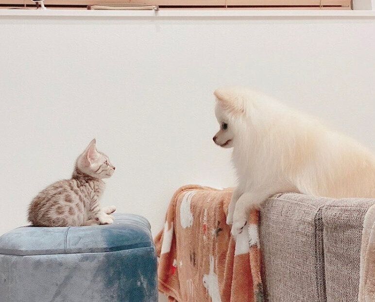 見つめ合ううにちゃん、こめたくん