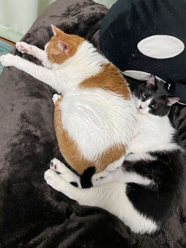 布団の上で仲良く眠るキリちゃんとミツちゃん