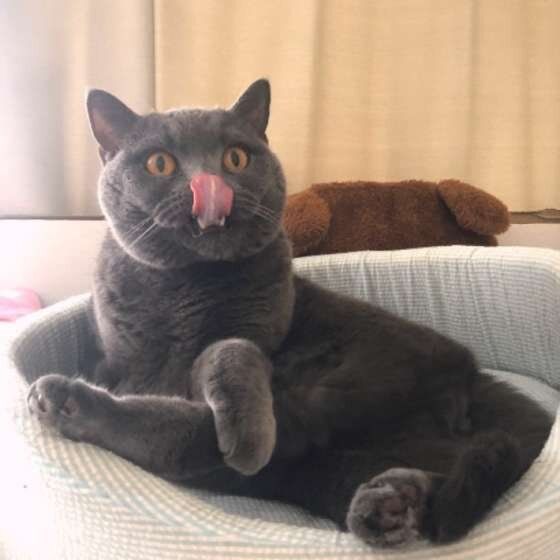 舌を出すブリティッシュショートヘア