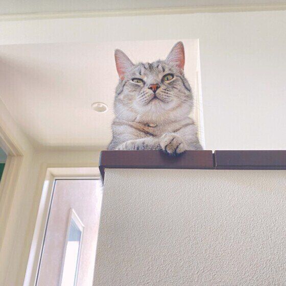 見下ろすマンチカン