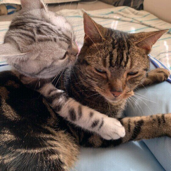 毛づくろいする猫