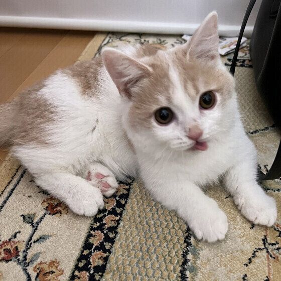 マンチカンの零くん