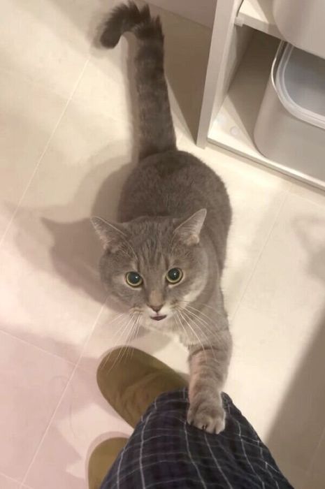 飼い主さんに甘えるあぽろくん