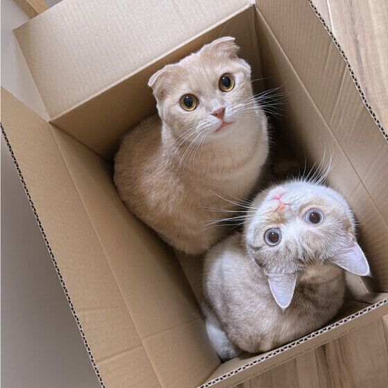 マンチカンの藤ちゃんと同居猫ちゃん