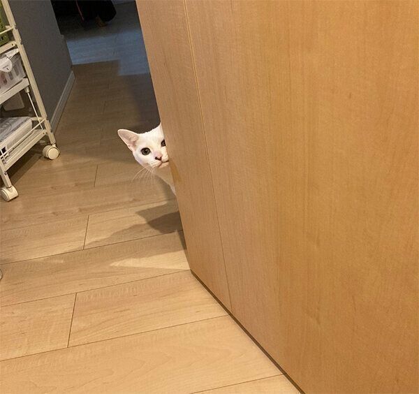 見つめるこまちちゃん