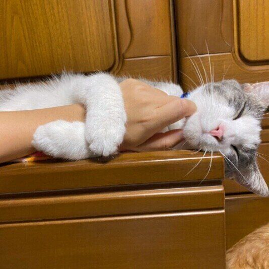 サバトラ猫の龍我ちゃん