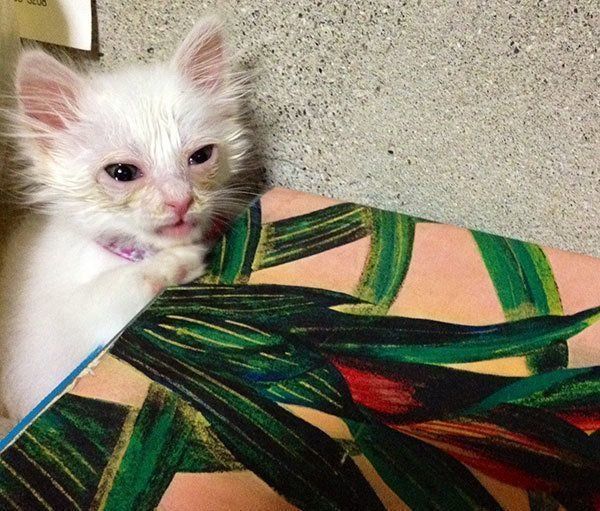 保護されたネムちゃん