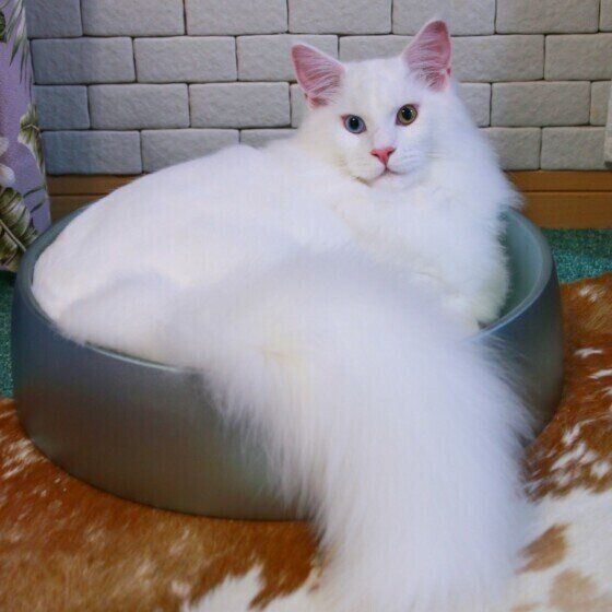 猫ベッドでくつろぐメインクーン