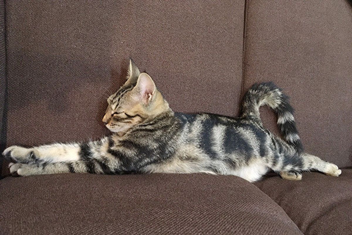 嫌われてる 愛猫がなつかない と悩む飼い主さんにアドバイス ねこのきもちweb Magazine 嫌われてる 愛猫がなつかない と悩む飼い主さんにアドバイス ねこのきもちweb Magazine