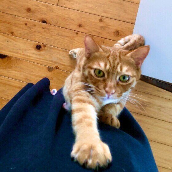 茶トラ　まるくん