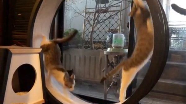キャットホイールで遊ぶ猫
