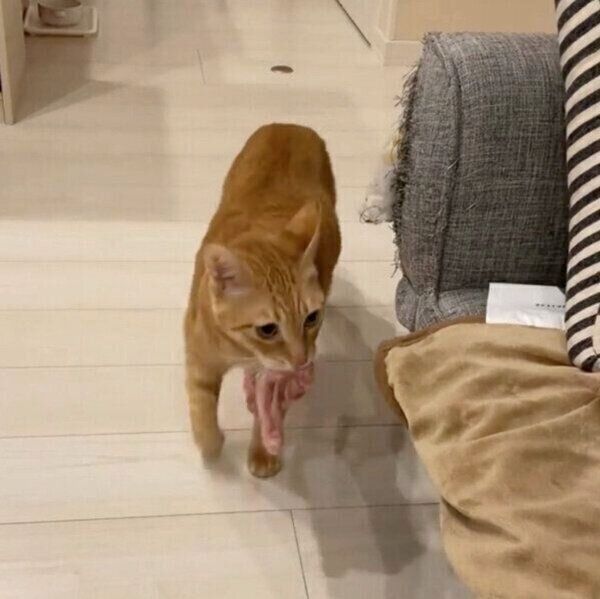 「遊ぼうアピール」が賢くて可愛いちのくん