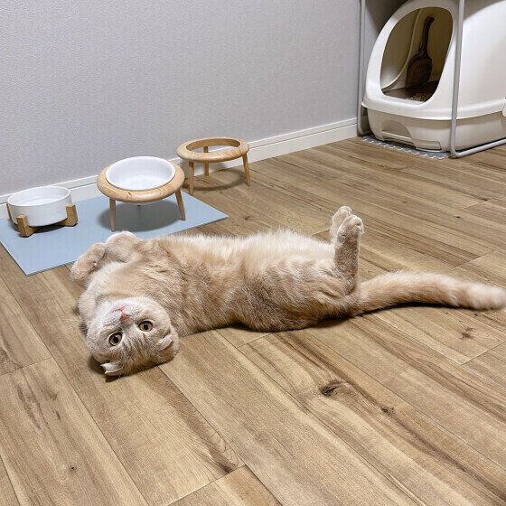 床で寝転ぶスコティッシュフォールド