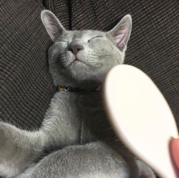 ブラッシング中のロシアンブルー