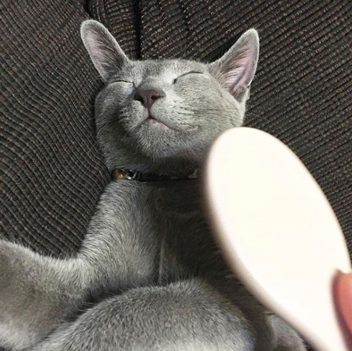 5分以上のブラッシングはng やりすぎてませんか 短毛 長毛別にng理由とコツを紹介 ねこのきもちweb Magazine 5分以上のブラッシングはng やりすぎてませんか 短毛 長毛別にng理由とコツを紹介 ねこのきもちweb Magazine